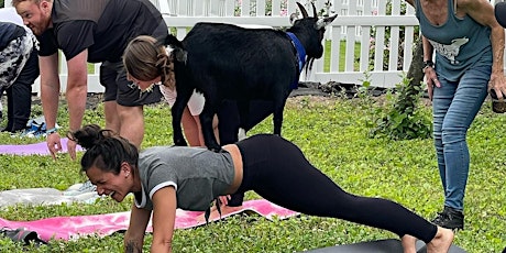 Totes Goats Yoga @ Hazelman Farm