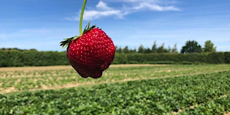 SATURDAY pick your own strawberries primary image