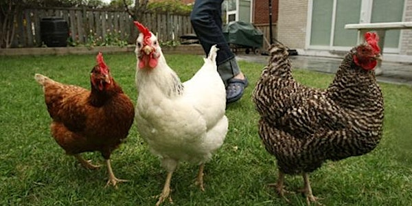 TTG Kitchen Gardeners' Backyard Chickens Workshop