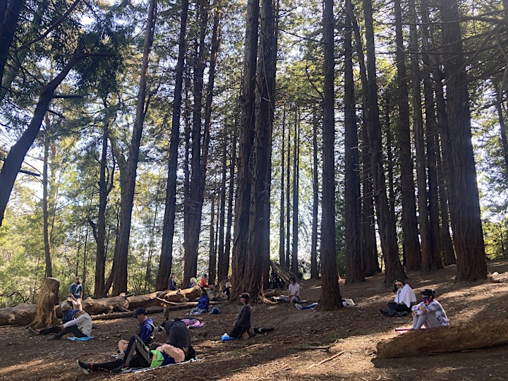 
		Hike & Meditation in Presidio Forest image

