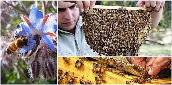 Natural Beekeeping Q&A