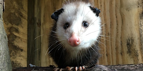 Awesome Opossum Class