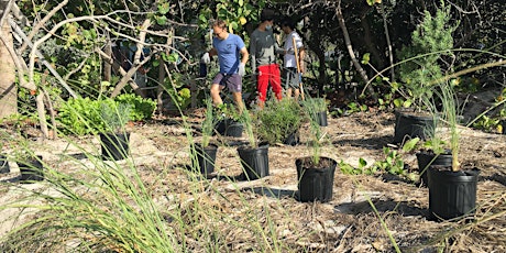 Dune Restoration with Surfrider Foundation primary image