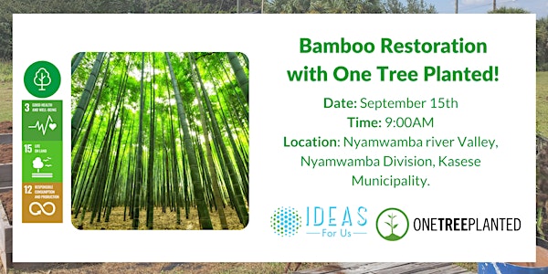 Uganda Bamboo Planting