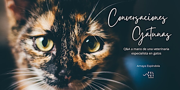 Conversaciones gatunas: Q&A a mano de una veterinaria especialista