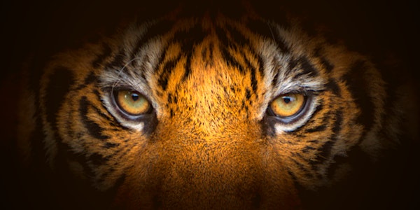Tiger King REDUX