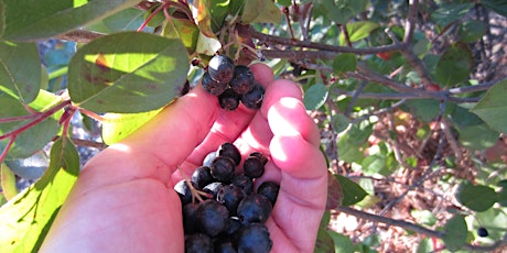 Wild Food Walk July 25 primary image