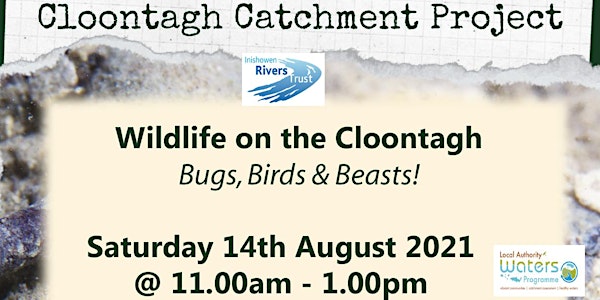 Wildlife on the Cloontagh - Bugs, Birds & Beasts!