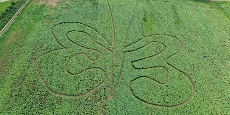 Sunflower Saunter primary image