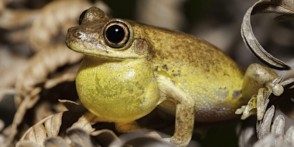 NaturallyGC Fauna of the Coast Frogs (Adults)