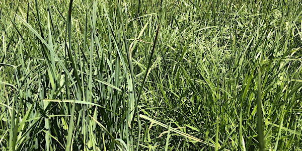 Pasture Weed ID and Management