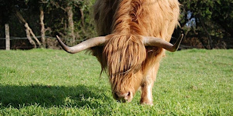 Choosing the Right Breed for Grass-Fed Beef Production: Highland Cattle primary image