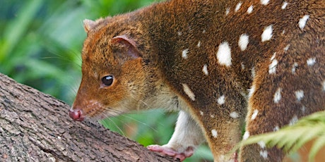 Gecko Talks July 28th: Quolls primary image