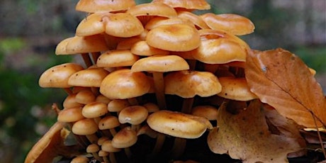 Gezwam over paddenstoelen