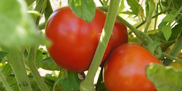 Tomato Season Kick-off U-Pick  at Live Earth Farm
