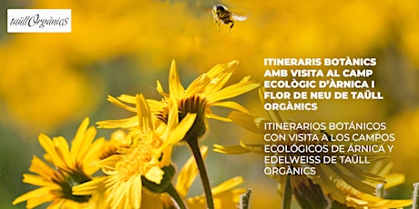 Imagen principal de Itinerarios botánicos con visita a los campos de árnica y edelweiss