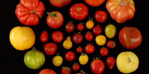 Dr. Harry Klee - Why doesn’t my supermarket tomato have any flavor and why should I care?