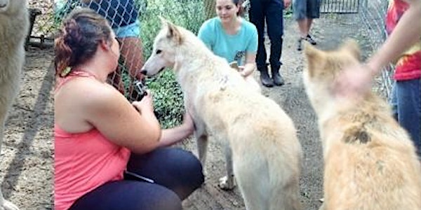 Picnic With Wolves