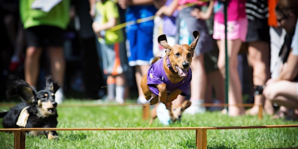Dachshund Races - James J. Hill Days 2021