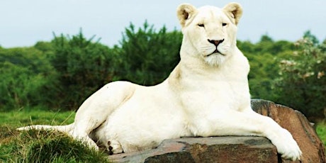 Reawaken Your Lioness: Venus Retrograde Teleclass, a Fundraiser for the White Lions primary image