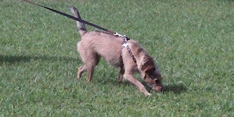 Sniffer Dog/Tracking primary image