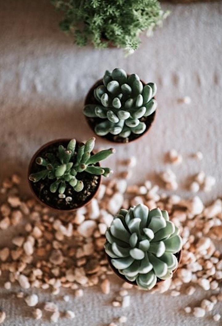 In-Person Pumpkin Succulent Workshop at Timeout Sports Bar image