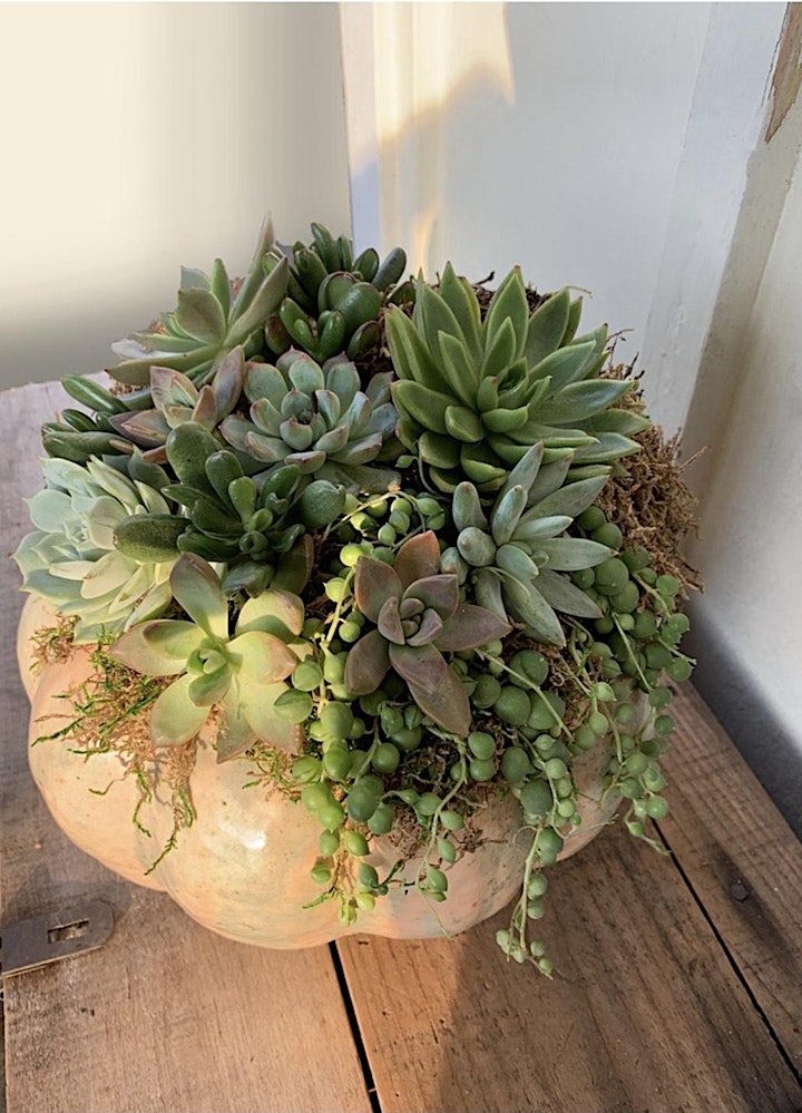 In-Person Pumpkin Succulent Workshop at Timeout Sports Bar image