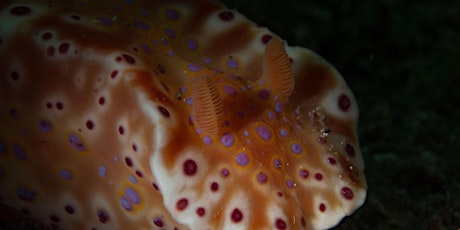 Nudibranchs found in Port Noarlunga primary image