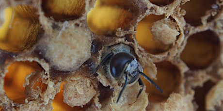 B-QUAL Australia  Honey Bee workshop primary image