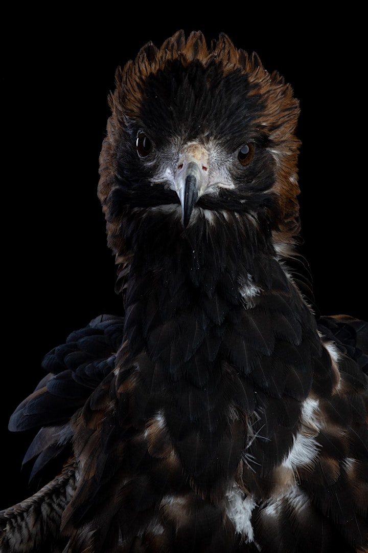 
		Birds Of Prey Studio Photography Workshop - VIC image
