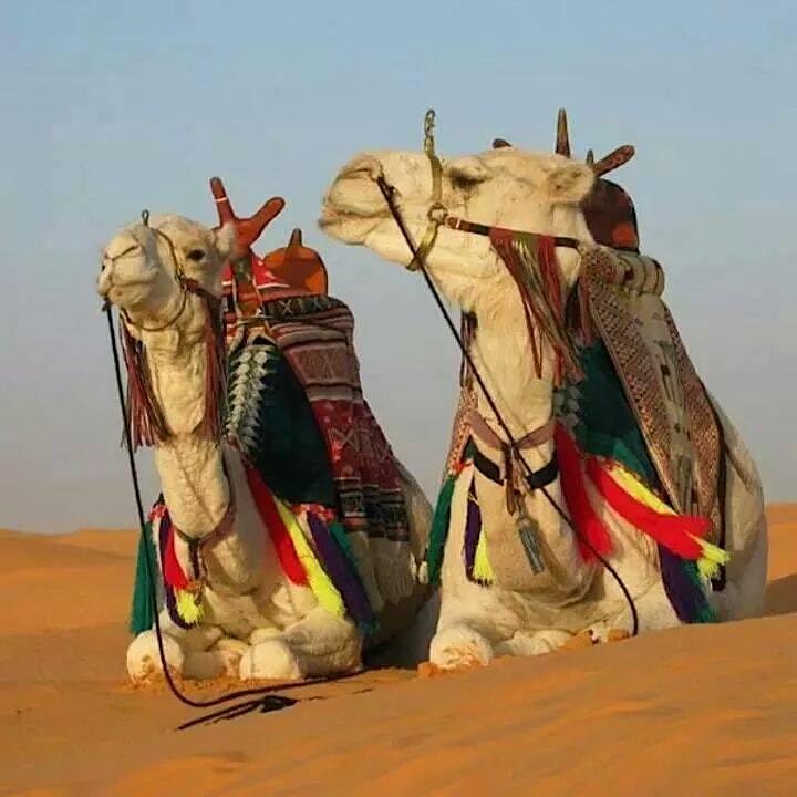 MOROCCO Magic & Mystery with Ancient Casbah & Sahara image