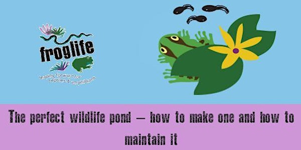 The Perfect Wildlife Pond– how to make one & how to maintain it.
