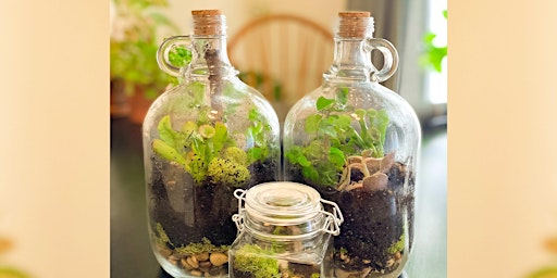 Hauptbild für Build A Sustainable Life in a Bottle,  Terrarium!