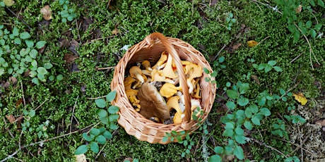 Monthly Foraging Walk in High Park primary image
