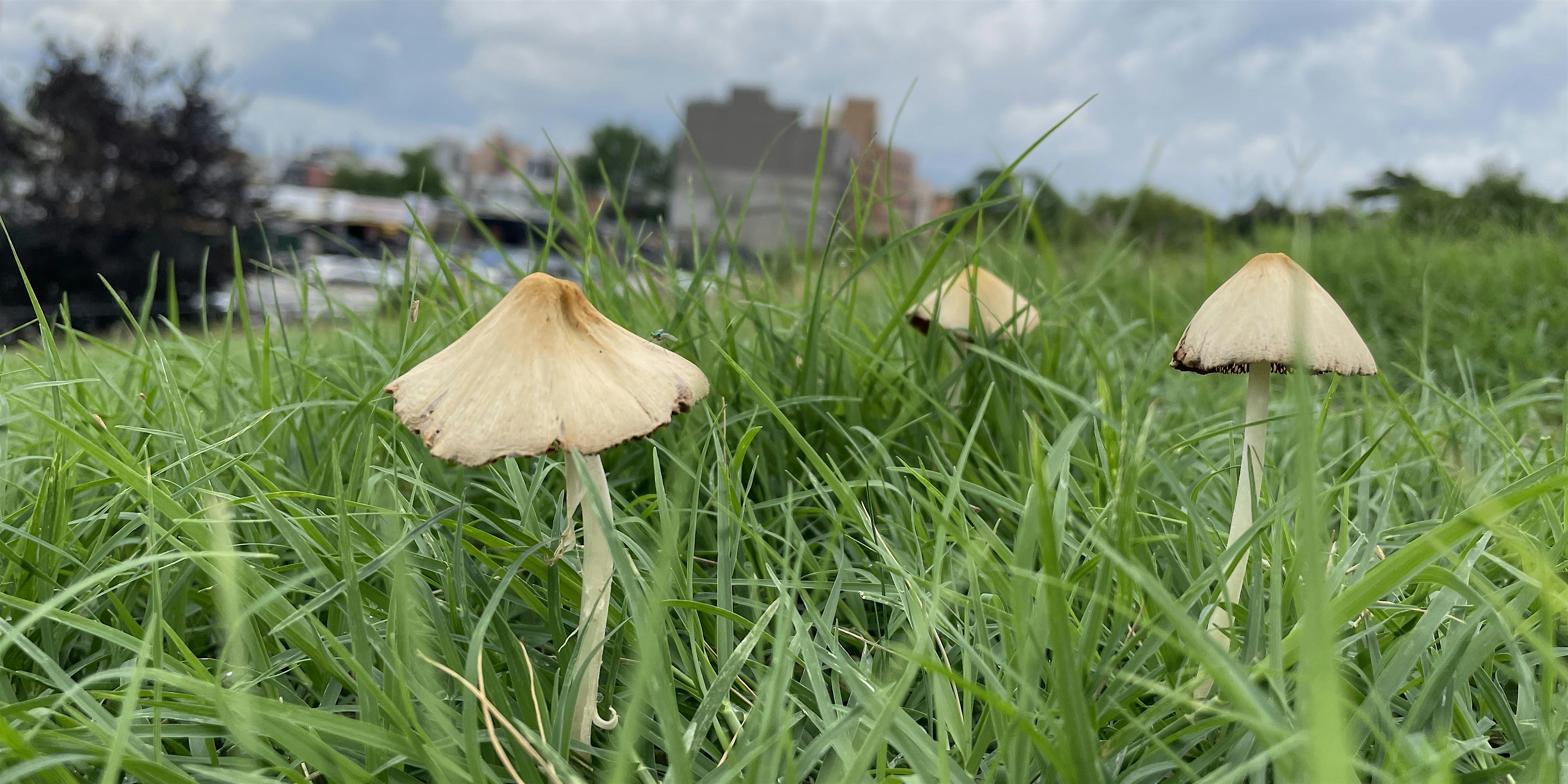 Summer Fungi Walk