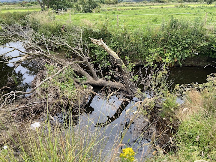 Woody Debris on Rivers - Management and Solutions image