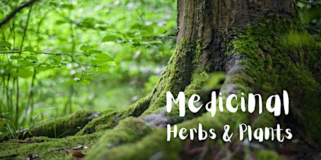 Hauptbild für Medicinal herbs workshop