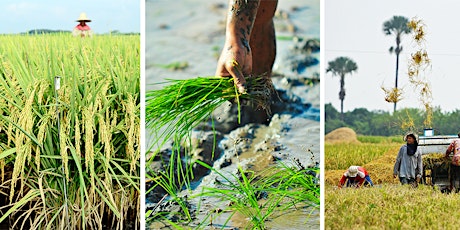 The Second Green Revolution Has Begun: Rice, Food Security, and Climate Change primary image