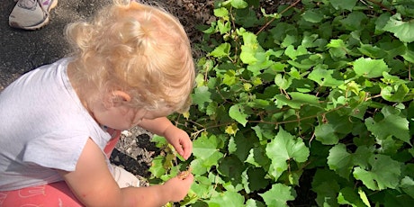 Starting Out Wild: Little Ladies and other Beetles (ages 1-3) primary image