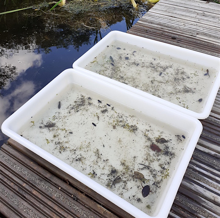 Go Wild, Blashford Lakes...Family Pond Dipping (AFTERNOON SESSION) image