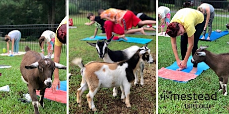 Goat Yoga! primary image