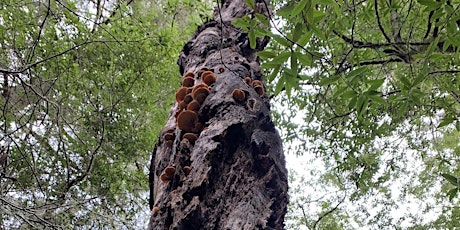 Forest Bathing Walk primary image