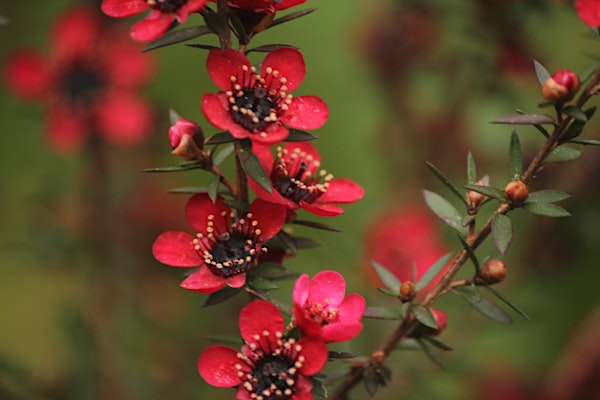 Growing for a better life New Zealand Tree Crops Conference