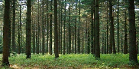 Blackbird State Forest - Walk in the Woods primary image