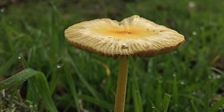 Mushrooms, Mushrooms, Mushrooms!  primärbild