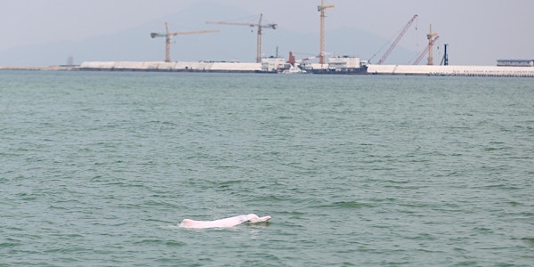 Hong Kong Dolphin Watch Tour