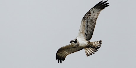 The Poole Harbour Osprey Project - Online Talk tickets