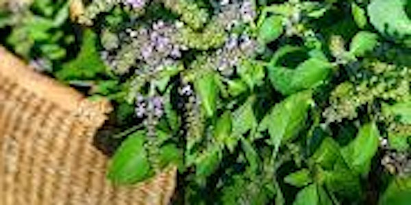 Edible and Medicinal Wild Plants on the North Shore