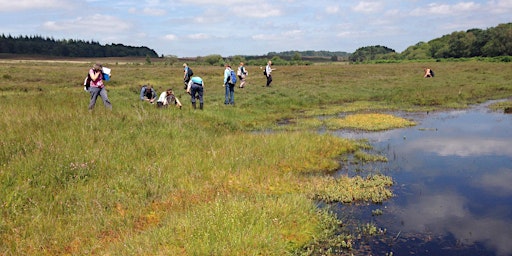 Grasses, Sedges and Rushes - Heathland, Acid Grassland and Bogs 2022