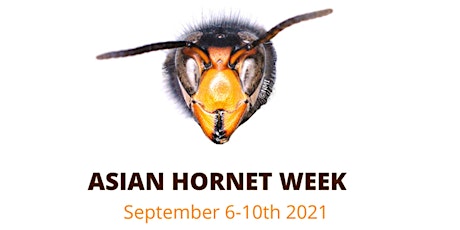 Managing the threat of the Asian hornet in Ireland